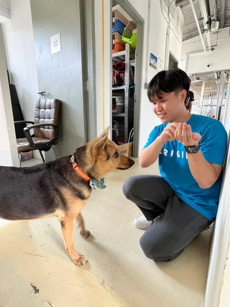 支持流浪動物救援
